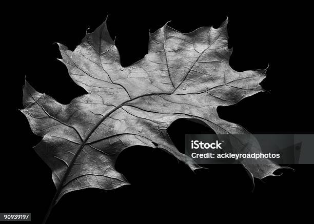 Anatomía De Una Hoja De Roble Foto de stock y más banco de imágenes de Caer - Caer, Caída libre - Caer, Color - Tipo de imagen