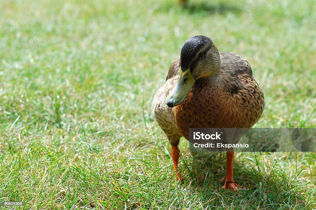 Curieux de canard - Photo de Beauté de la nature libre de droits