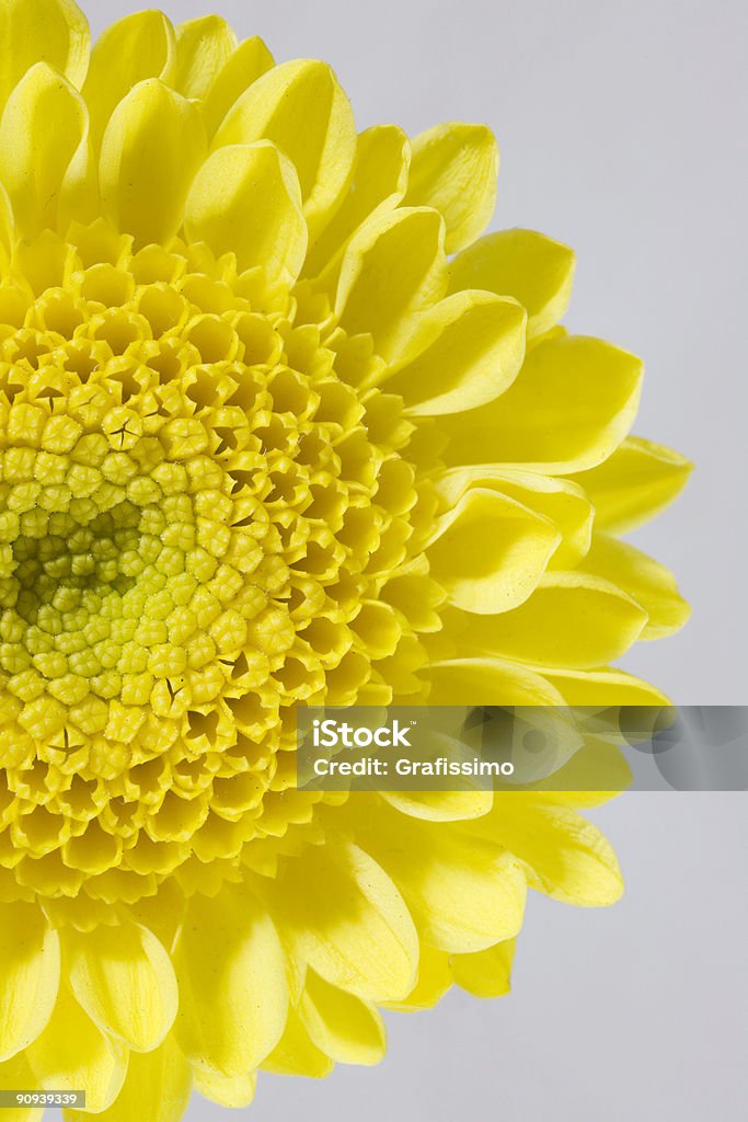 Detalhe de flor amarela - Foto de stock de Flor royalty-free