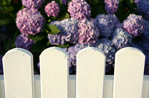 Pink-purple hydrangea blooms on wooden wall background. Design banner photo.