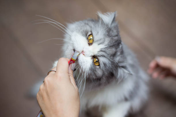 istock Persian cat licks food form hand. 909395280
