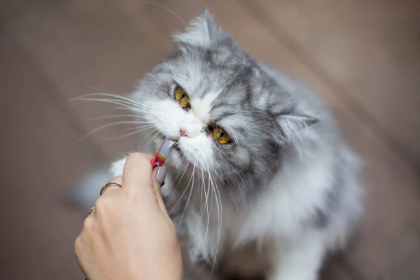 istock Persian cat eating food form hand. 909395286