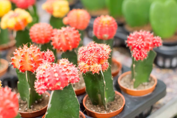 istock Many colorful cactus in pot for sale. 909395318