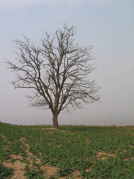 Single Tree stock photo