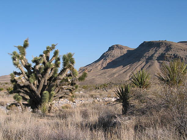 Desert Joshua Tree stock photo