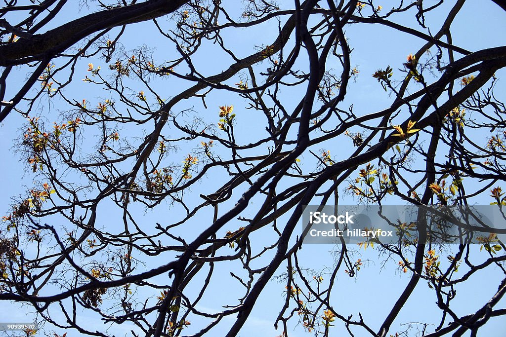 Le printemps - Photo de Abstrait libre de droits