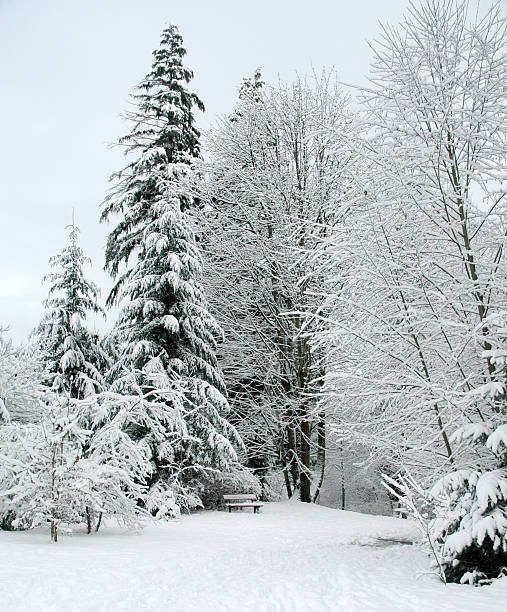 winter scene stock photo