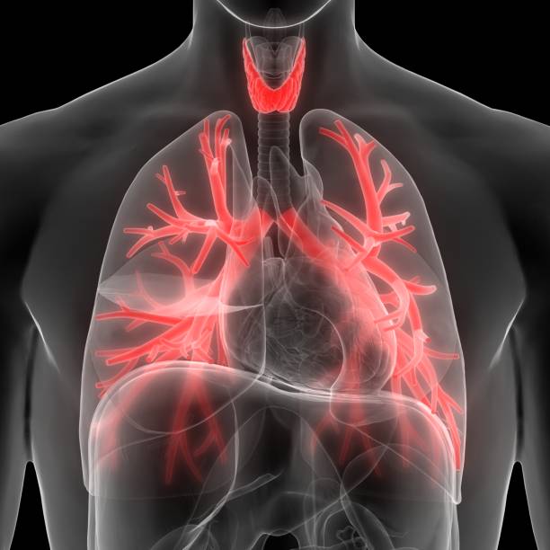 istock Human Body Glands Anatomy (Thyroid Gland) 909398942