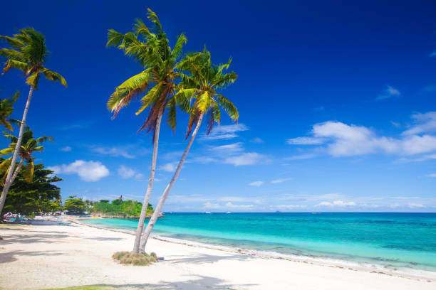 istock tropical beach with coconut palm 909399970