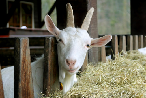Inquisitive goats stick their head between the fence of agriculture farm to get some food