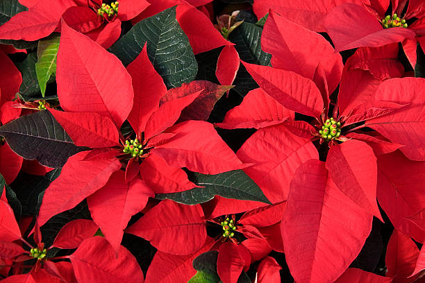 istock Red Poinsettias for Christmas 90940105