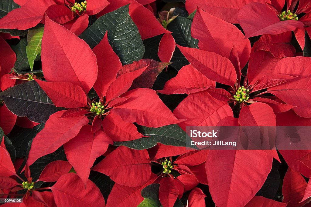 Red Poinsettias for Christmas  Large Stock Photo