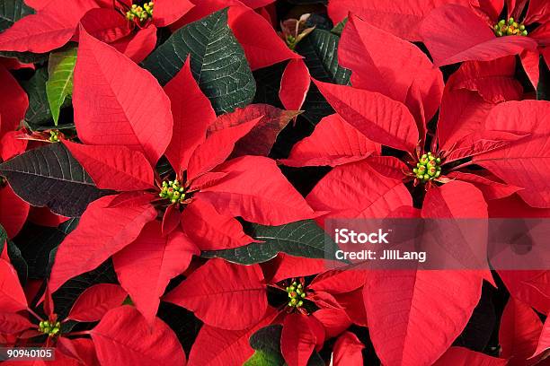 Red Poinsettias For Christmas Stock Photo - Download Image Now - Large, Poinsettia, Beauty