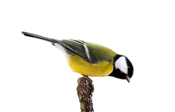 piccolo uccello chickadee seduto su un ramo in un parco su uno sfondo bianco isolato - appollaiarsi foto e immagini stock