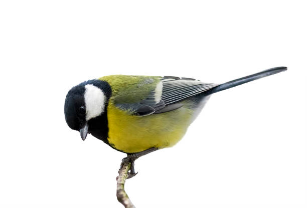 istock bird titmouse sitting on a branch in the Park on a white isolated background 909402046