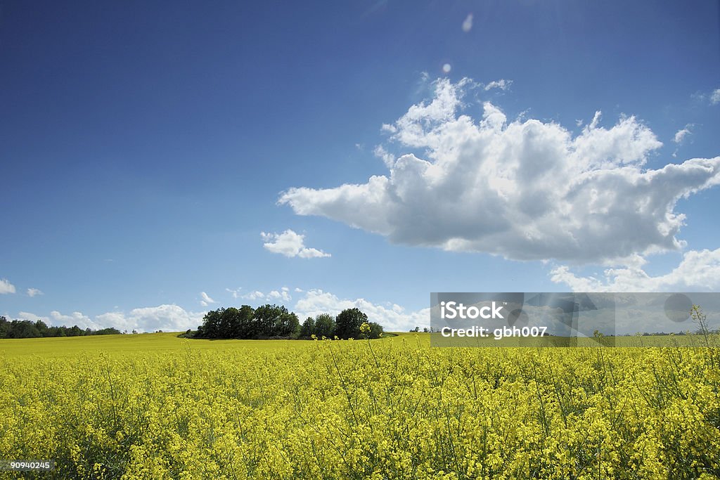 Paisaje de verano - Foto de stock de Agricultura libre de derechos