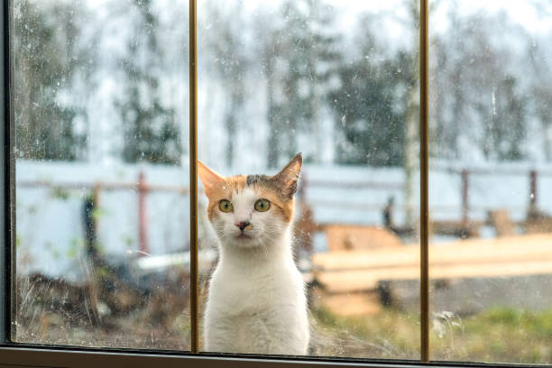 istock the cat sits on the window 909402918