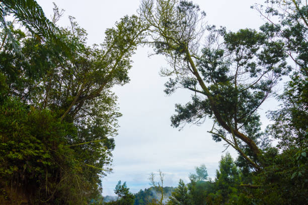 Beautiful Landscape view of  forest with blue sky background. Majestic and Amazing  destination.