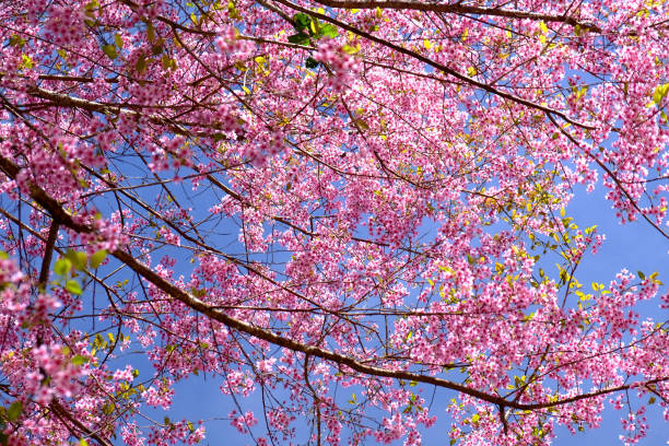 istock Spring Pink Cherry Blossoms with Blue Sky Backgrounds 909403778
