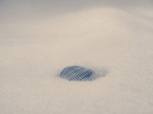 istock Seashells in the snow.Black and white. 909403826