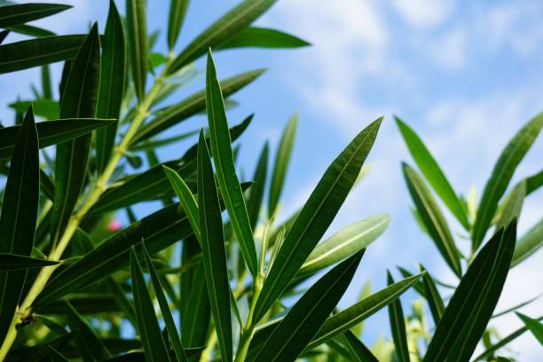 istock green Nerium oleander tree in nature garden 909403946