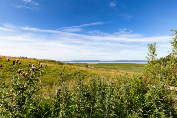 istock Thistles and Fields on the isle of Skye 909404558