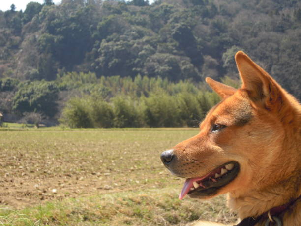 el perros - isolde fotografías e imágenes de stock