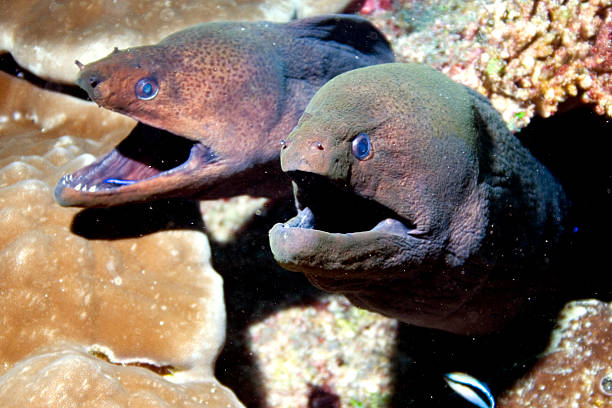 Twin moray eels stock photo