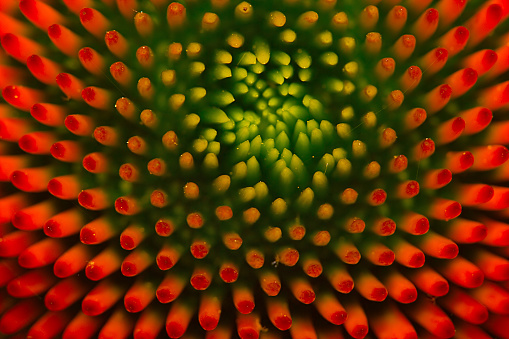 Yellow-Orange chrysanthemum flower close-up. Macro shot. Summer and spring multi-color floral background.