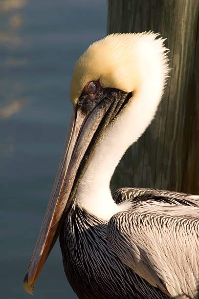 istock Brown Pelican Portrait 90941086