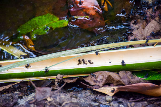 Tiny frogs in a bamboo in Papua New Guinea