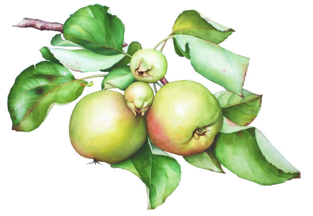 illustrations, cliparts, dessins animés et icônes de branche d’arbre avec des pommes apple aquarelle. - apple apple tree branch fruit