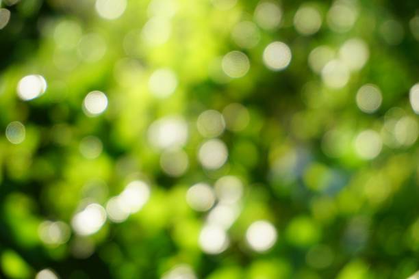 istock Beautiful green nature bokeh 909416158