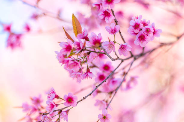 istock Full pink cherry blossom at khun wang, chiang mai, Thailand 909416264