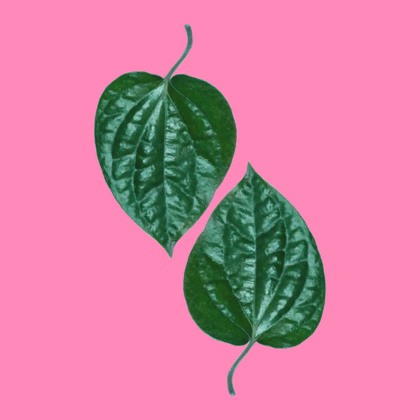 istock Tropical Green Leaf on pink background. Minimal style,Summer minimal concept. Flat lay. 909416606