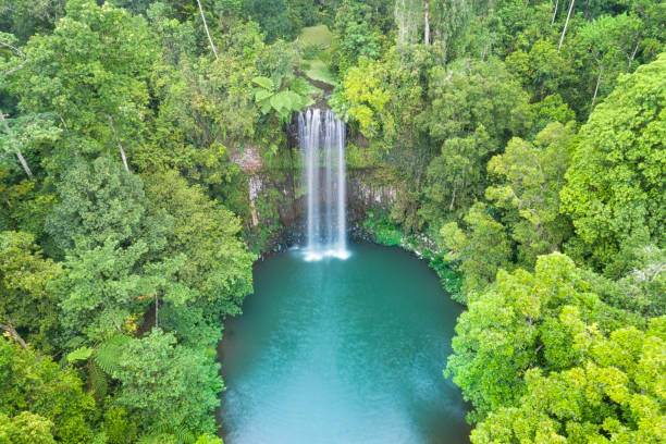 millaa millaa 폭포, 퀸즐랜드, 호주 - rainforest australia river waterfall ��뉴스 사진 이미지