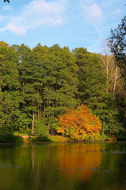 istock Wood lake in September 90941771