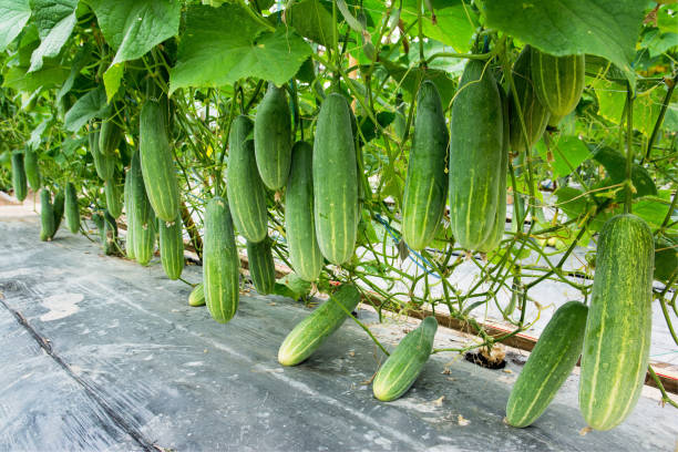 istock Cucumber growing at farm background 909419436