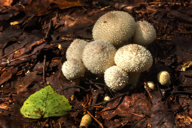 istock Mushroom Lycoperdon. Summer wood. 909419712