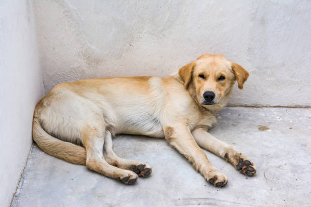 istock Dog get sick and sleeping at concrete corner 909420240
