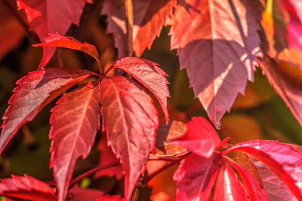 istock Parthenocissus. Garden plant. 909420326