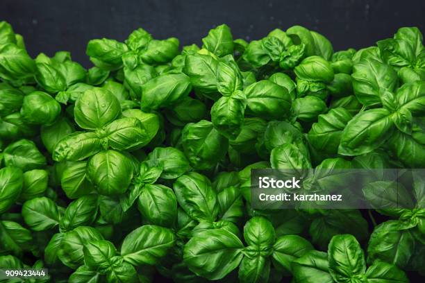 Fresh Basil On A Dark Background Green Basil Fresh Basil On A Dark Background Green Basil Food Background A Lot Of Basil Stock Photo - Download Image Now