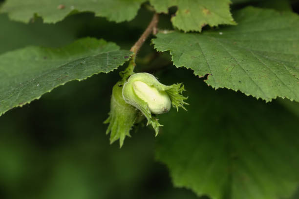 istock Filbert nuts. Autumn wood. 909423902