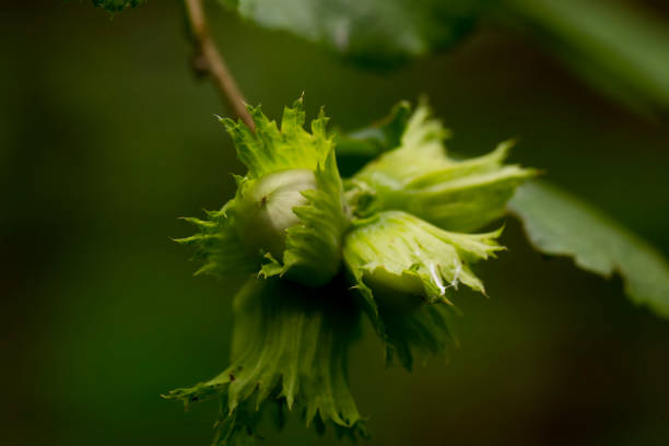 istock Filbert nuts. Autumn wood. 909423904