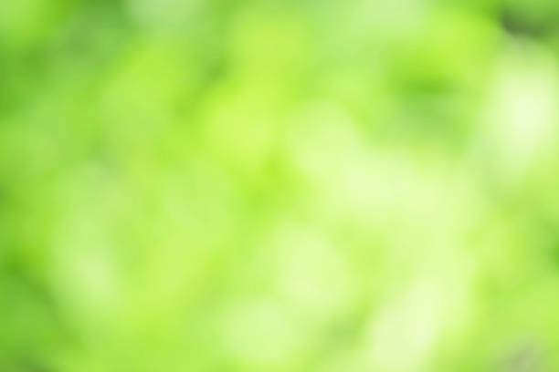 istock Green blurred background and sunlight with bokeh,  spring season. 909424346