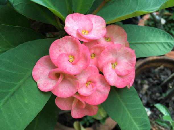 istock Euphorbia milii flower 909424446