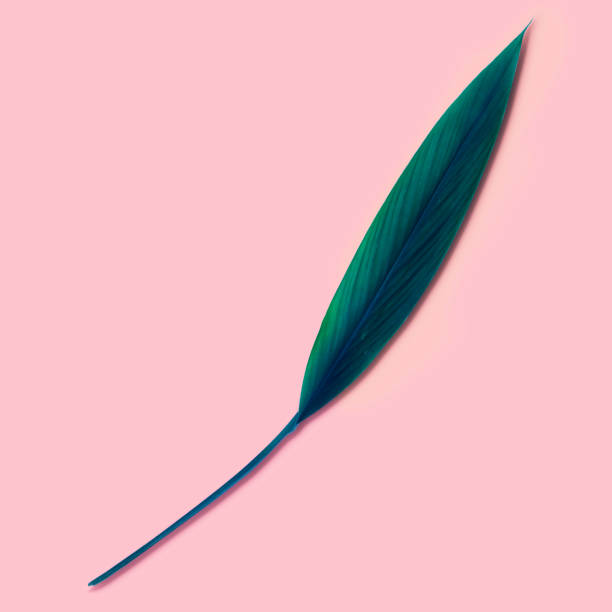 istock Creative minimal arrangement of leaf on pink background. Flat lay. minimal idea concept. 909424710