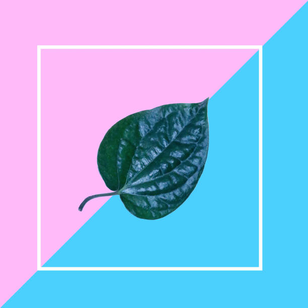 istock Creative layout arrangement of leaf on pink and blue background with white frame. Flat lay. minimal idea concept. 909424730