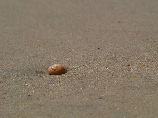 concha de espiral - remote shell snail isolated - fotografias e filmes do acervo