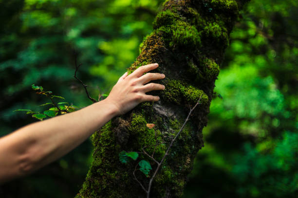 istock Woman resting her hand on a tree in the forest 909428136
